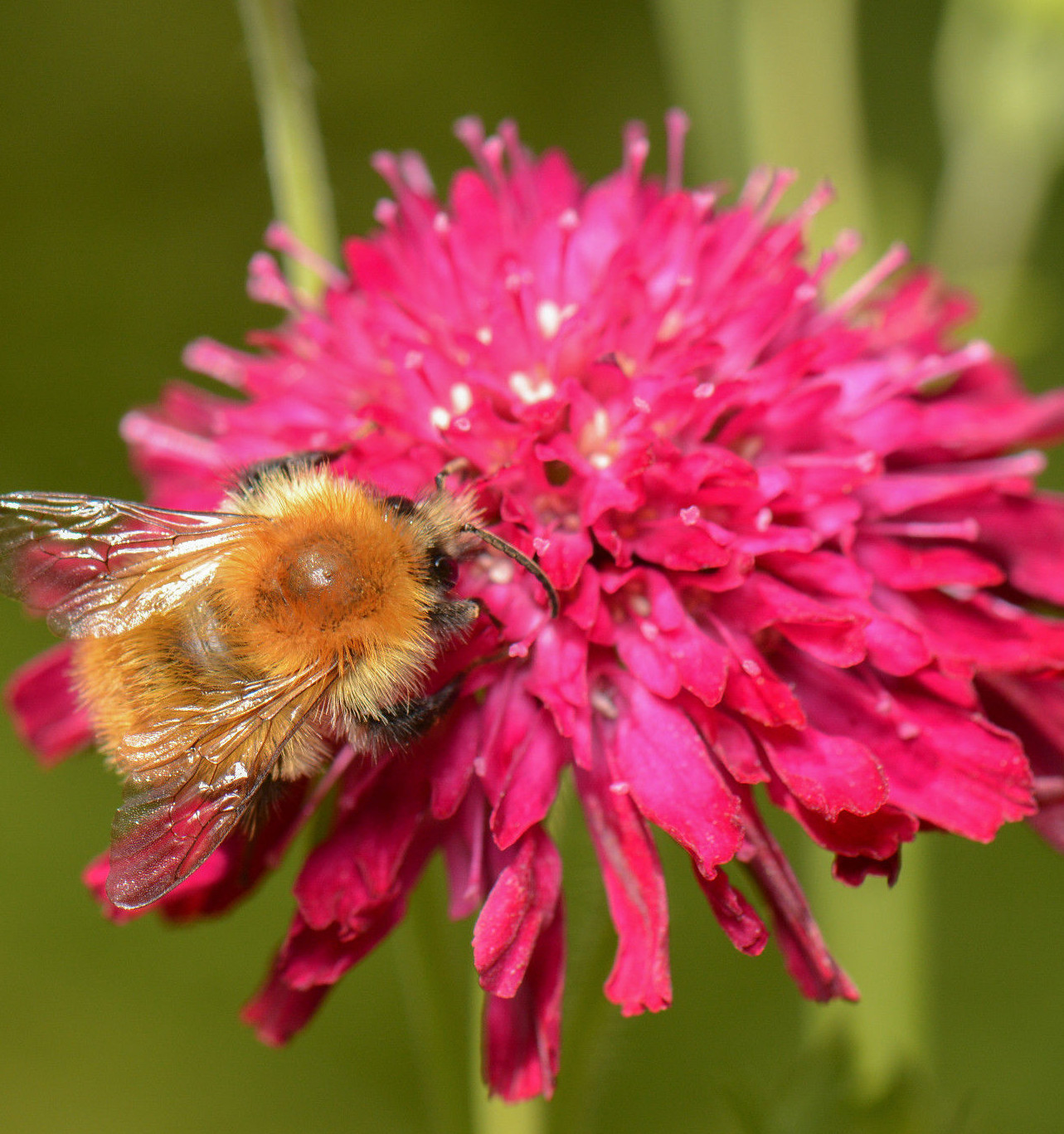 KNAUTIA, PINCUSHION FLOWERS, 118 SEEDS, MIXED, RED, PINK, LAVENDER, *EZ TO GROW*