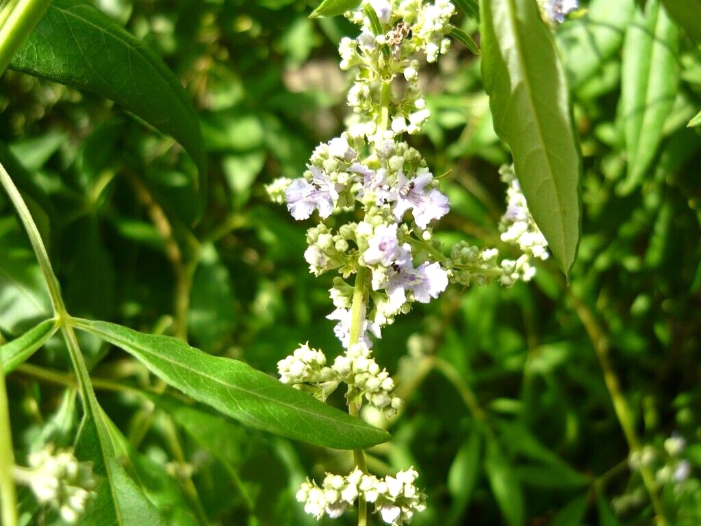 25 CHINESE CHASTE TREE SEEDS – Vitex negundo