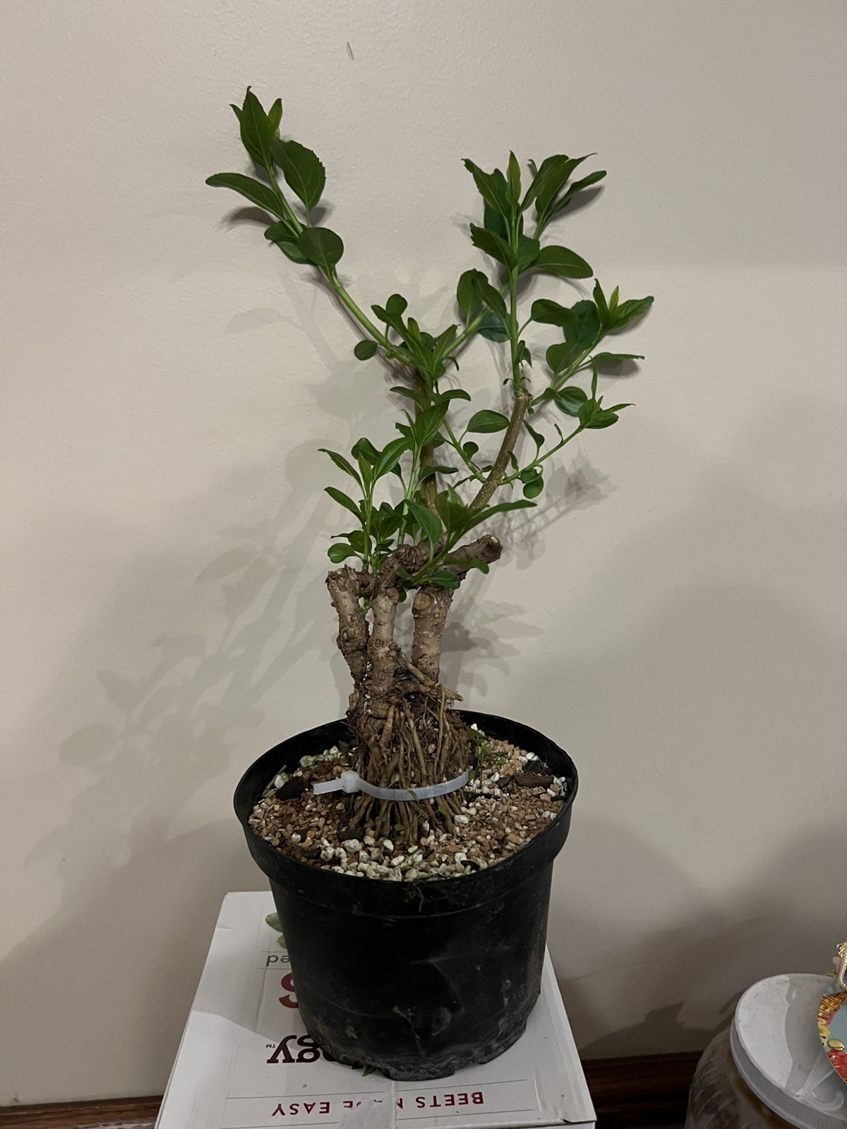 Yellow Forsythia Pre-Bonsai 12” Tall 2”Trunk 7 Years Old Healthy Live Plant