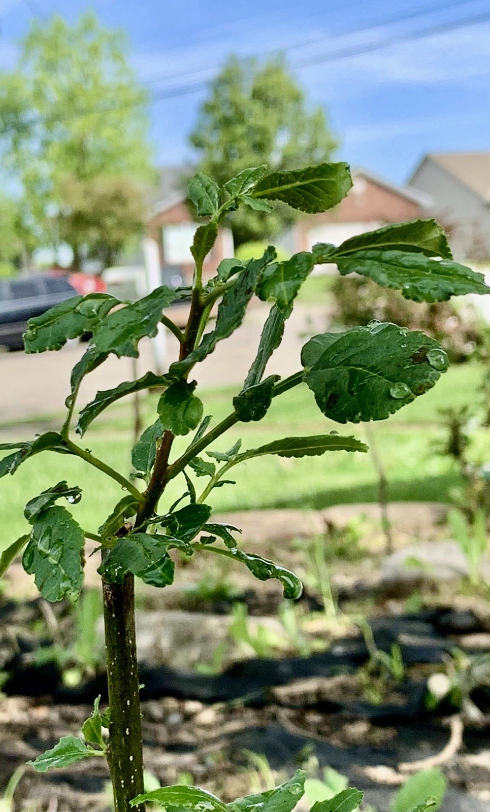 Chinese Pepper tree “Zanthoxylum” 2-3 Years Old With Roots New Leaves 15”-20”H