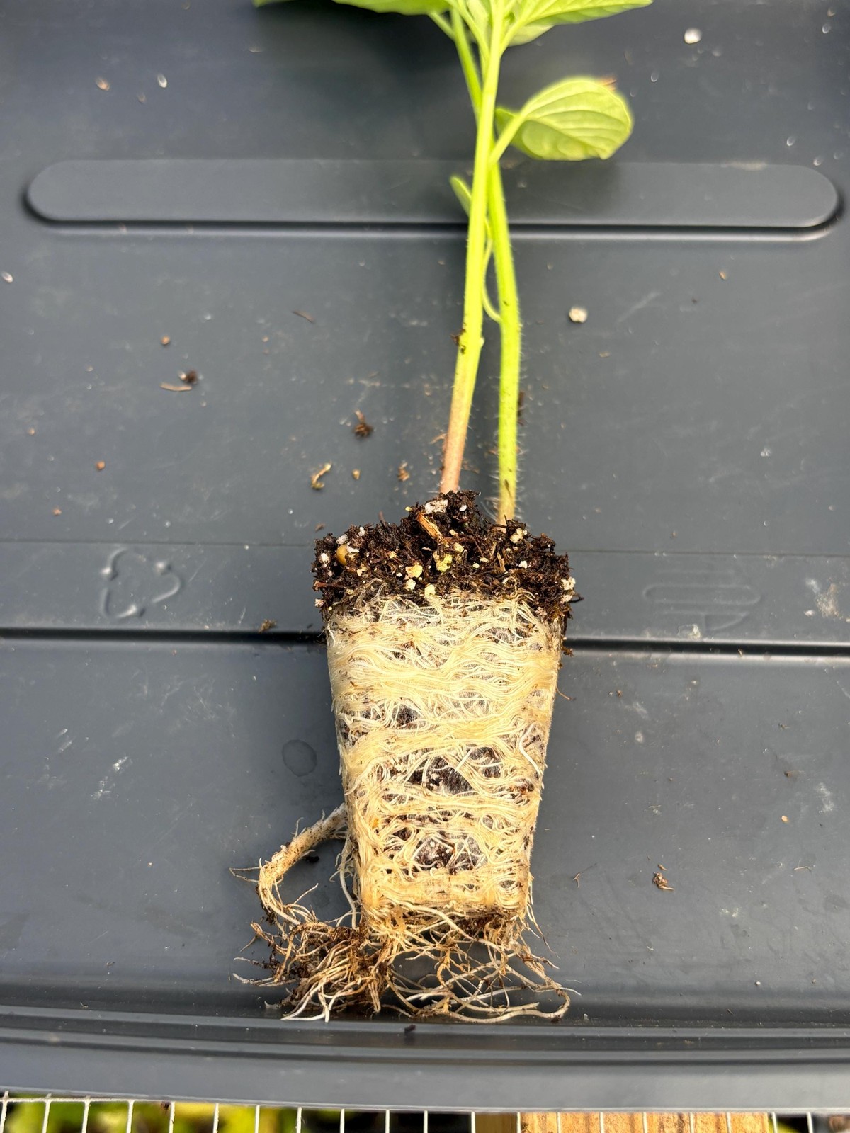 Tomatillo Live Plant – Seedlings/Plugs and Plants- 3″- 12″ tall- 30-60+ days old