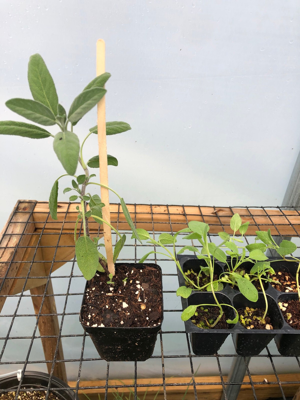 Sage Live Plant – Seedlings/Plugs and Plants – 3″- 12″ tall – 30-60+ days old