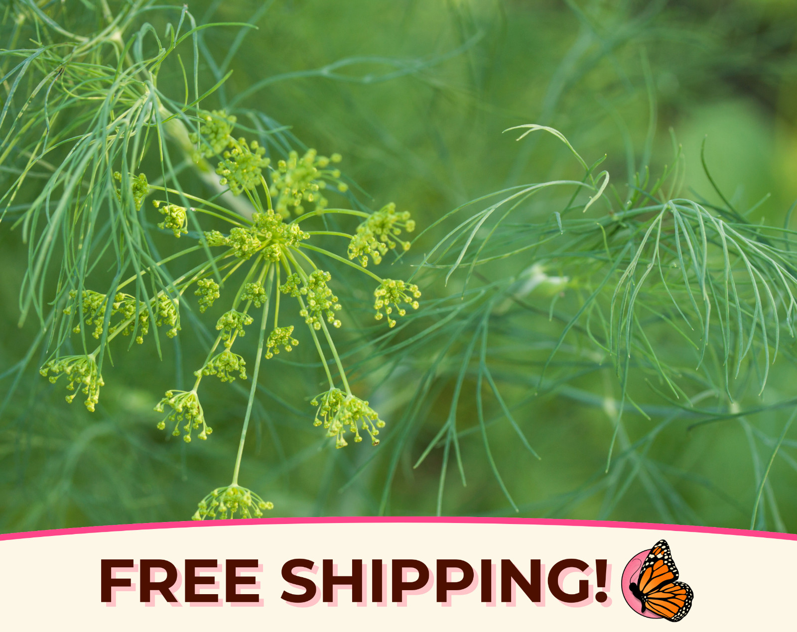 3700+ Dill Seeds ‘Bouquet’ | Heirloom Vegetable Garden Seed Packet from USA