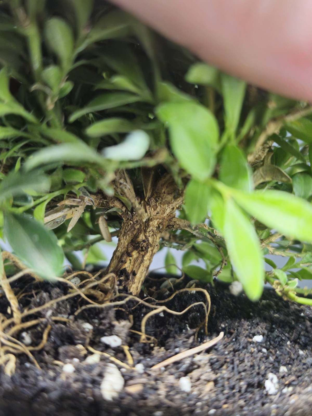 Kingsville Boxwood Prebonsai Bonsai Tree In 4″ Pot