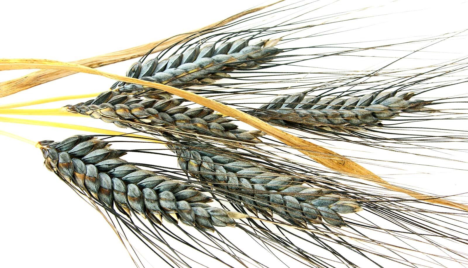 200+ Einkorn Wheat Seeds – Heirloom – Organic – Non Gmo —– THE NEW OLD WHEAT