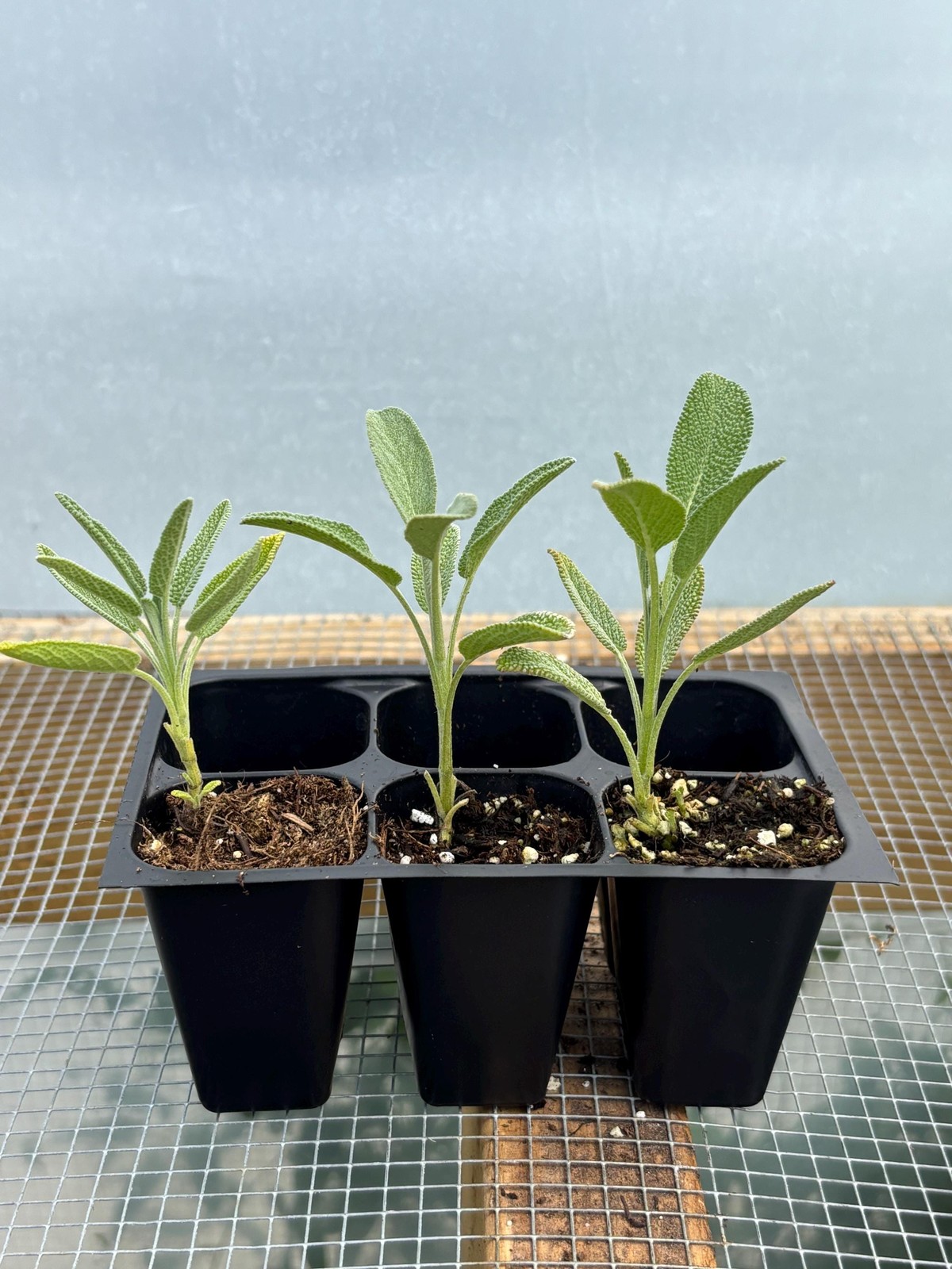 Sage Live Plant – Seedlings/Plugs and Plants – 3″- 12″ tall – 30-60+ days old