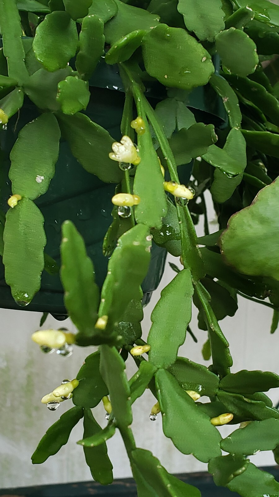 Rhipsalis aff. goebeleana-Orchid Cactus-HTF- 5 cuttings/4 inches-White Blooms