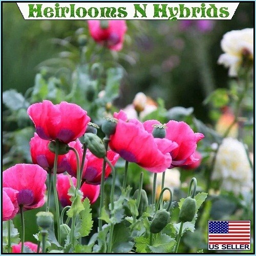 5,000 The Giant Rattler Papavear Somniferum Giganteum Poppy Seeds For Planting