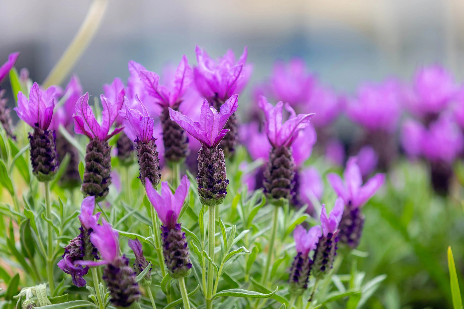 100 FRENCH LAVENDER Butterfly Spanish Topped Lavandula Stoechas Flower Herb Seed