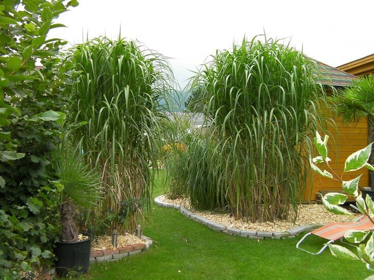 Premium Elephant Grass Seeds, 100 seeds – Tallest Grass in The World!