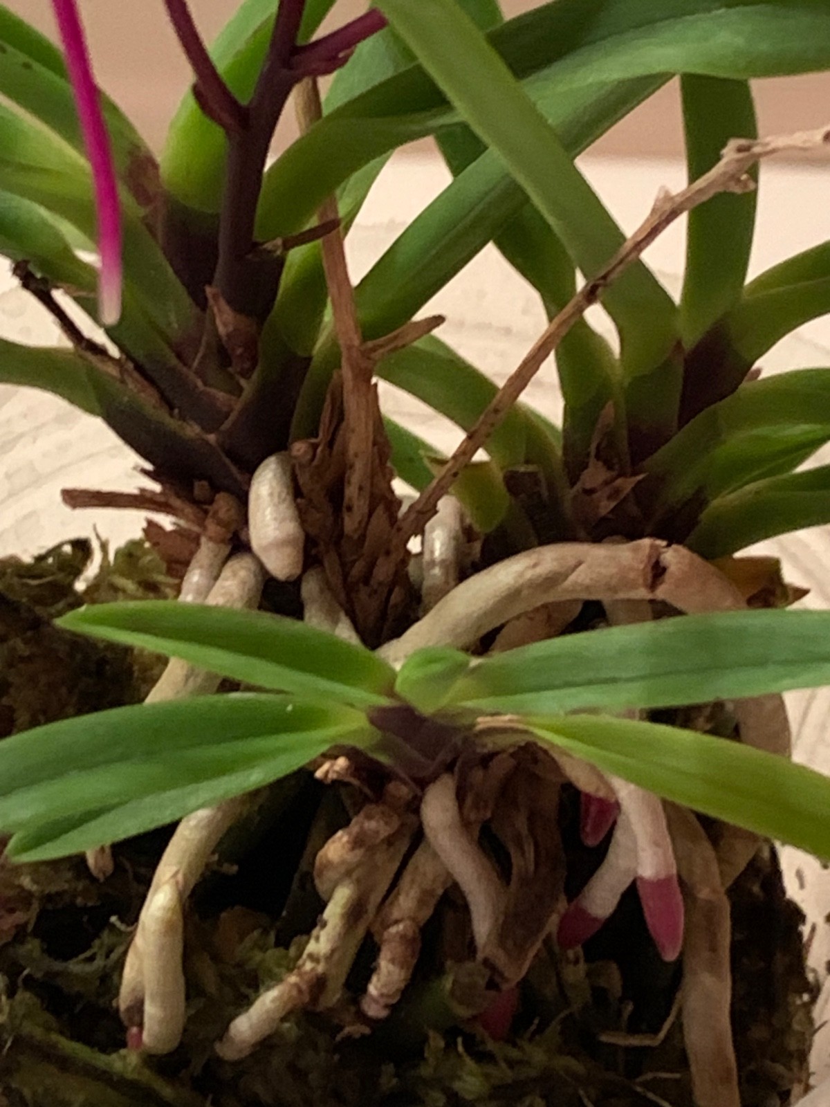 VANDA FALCATA OIRAN MISHOU ORCHID FRAGRANT in FLOWER & in BUD