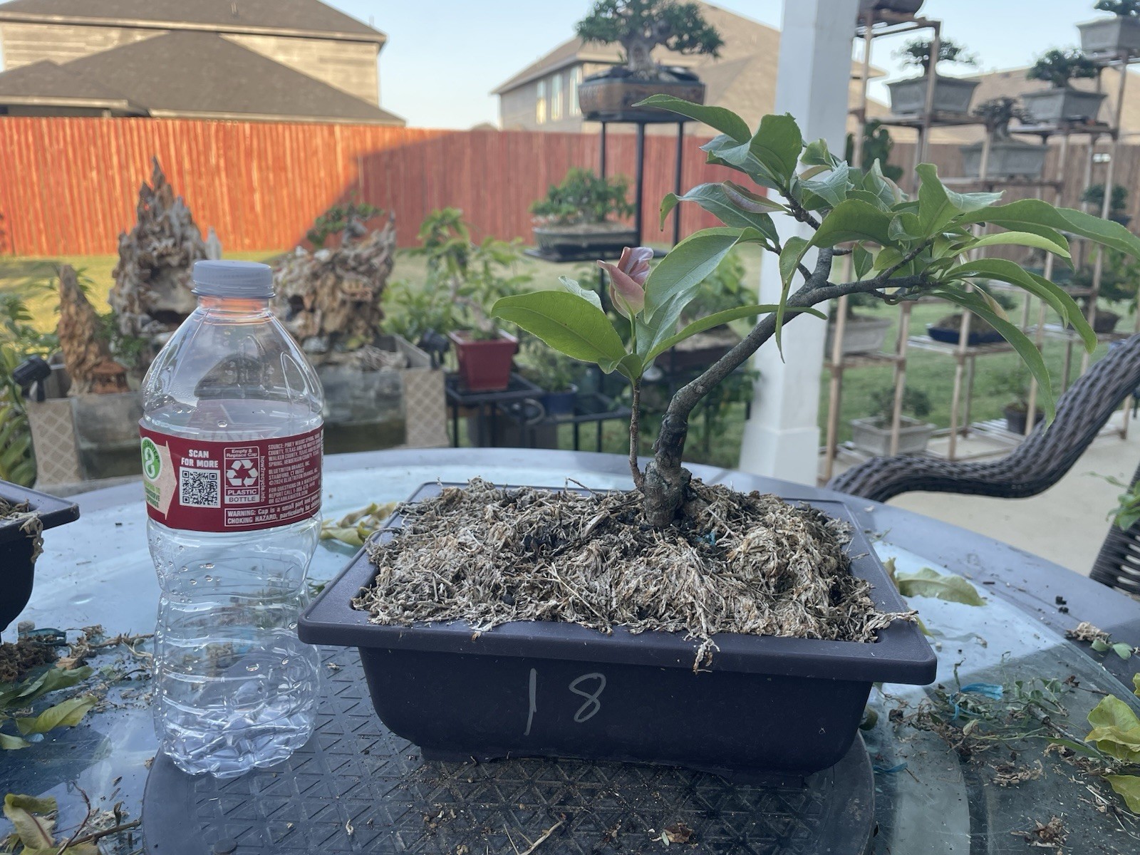 Live Yellow Apricot Tree , Ochoa Integerrima (Mai vang)