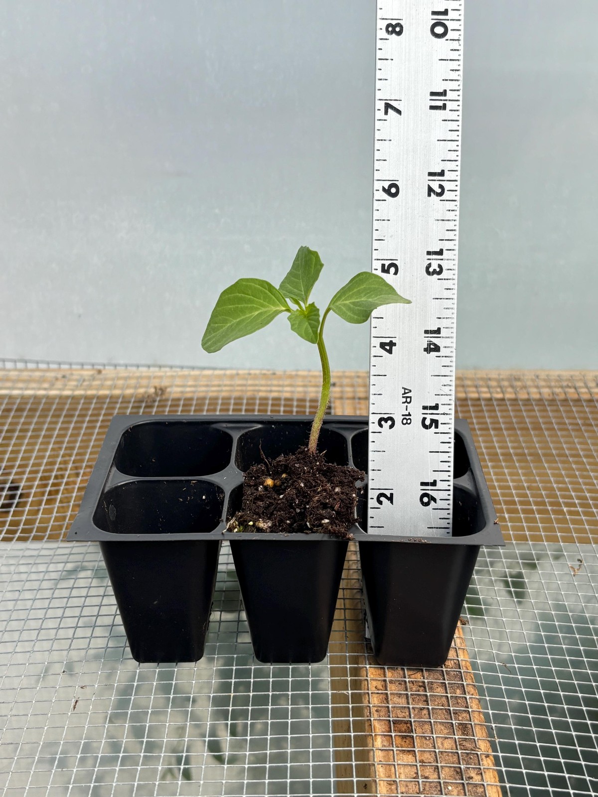 Tomatillo Live Plant – Seedlings/Plugs and Plants- 3″- 12″ tall- 30-60+ days old