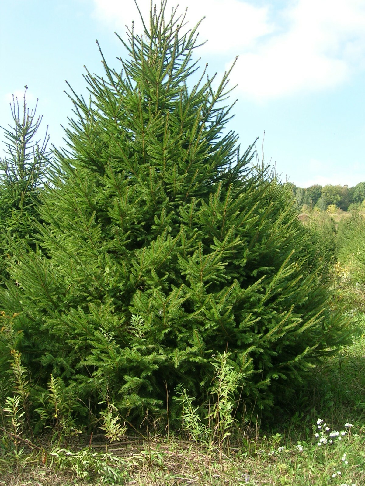 Norway Spruce, Picea abies, Tree Seeds