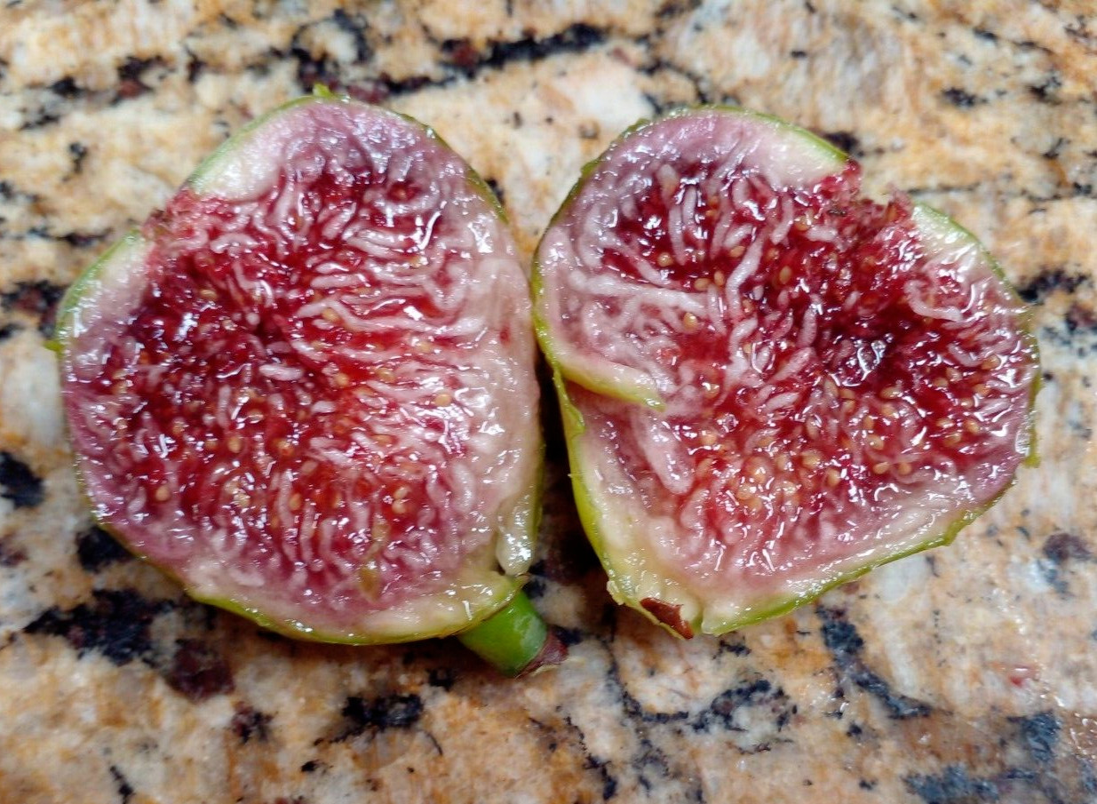 Pote Tresa Fig Tree – 2 Cuttings – Delicious Swiss Fig with Beautiful Coloring