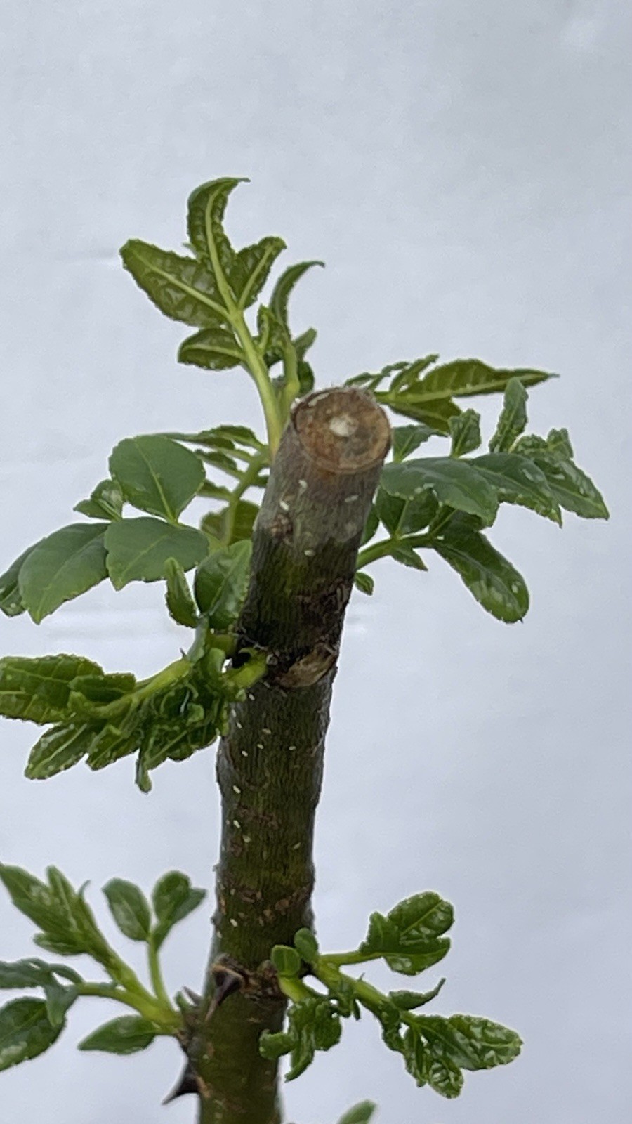 Chinese Pepper tree “Zanthoxylum” 2-3 Years Old With Roots New Leaves 15”-20”H