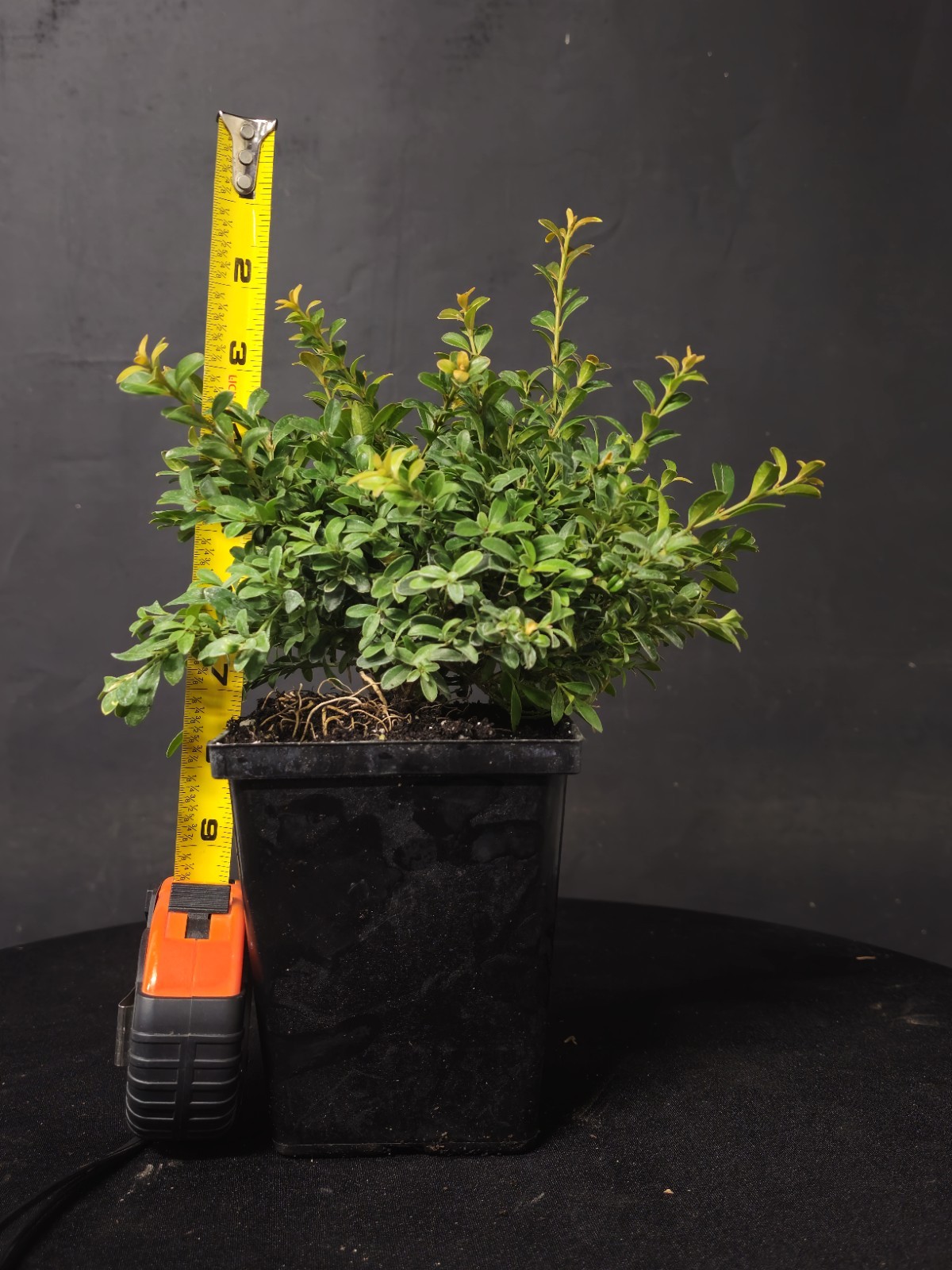 Kingsville Boxwood Prebonsai Bonsai Tree In 4″ Pot