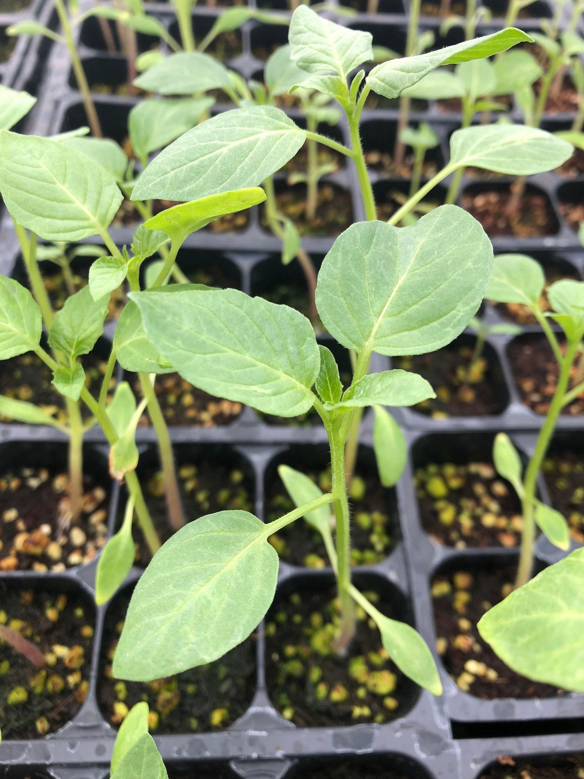 Tomatillo Live Plant – Seedlings/Plugs and Plants- 3″- 12″ tall- 30-60+ days old
