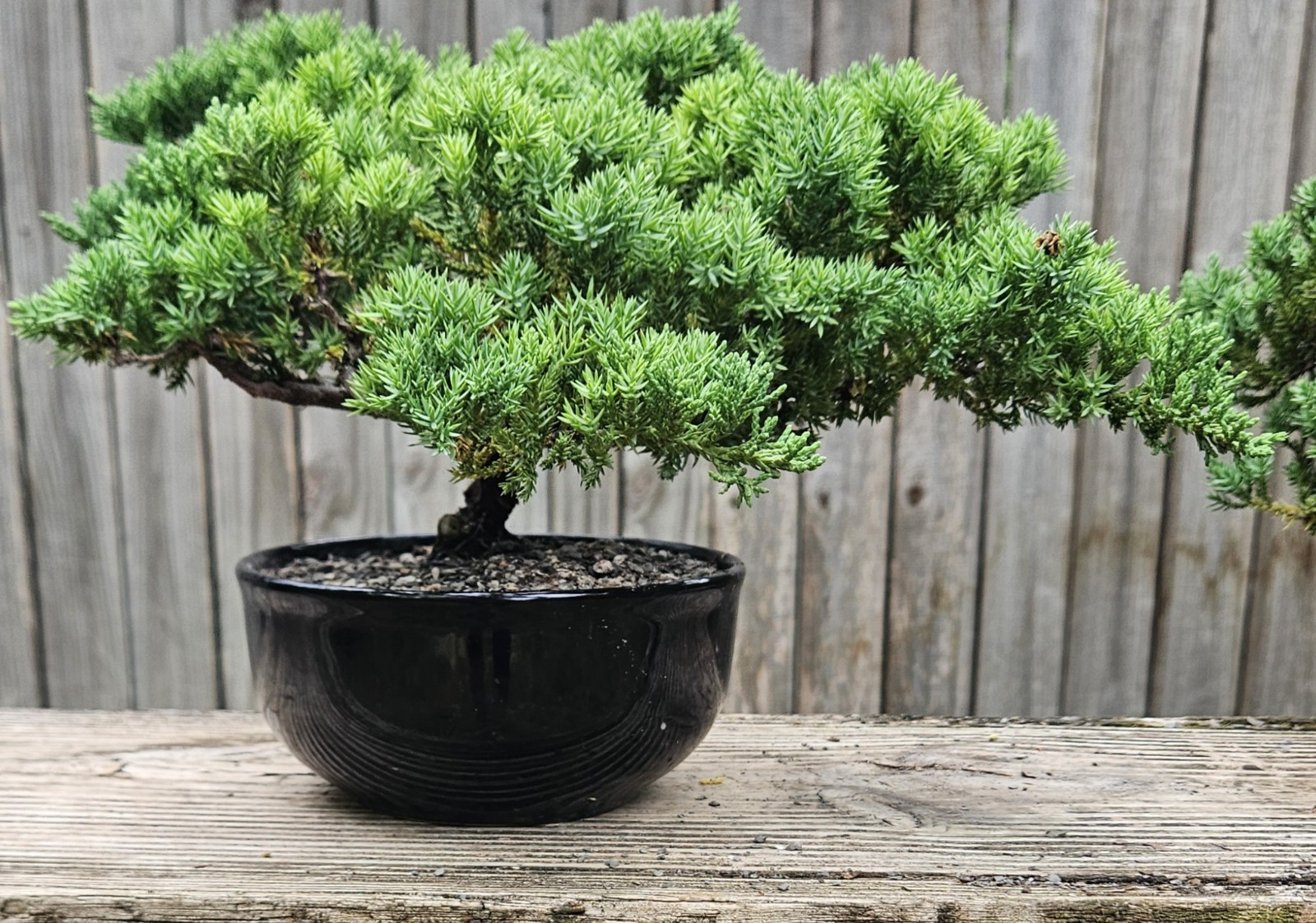 Japanes Juniper Bonsai In 6 Inch Ceramic Pot. 12 Year Old Beauty.