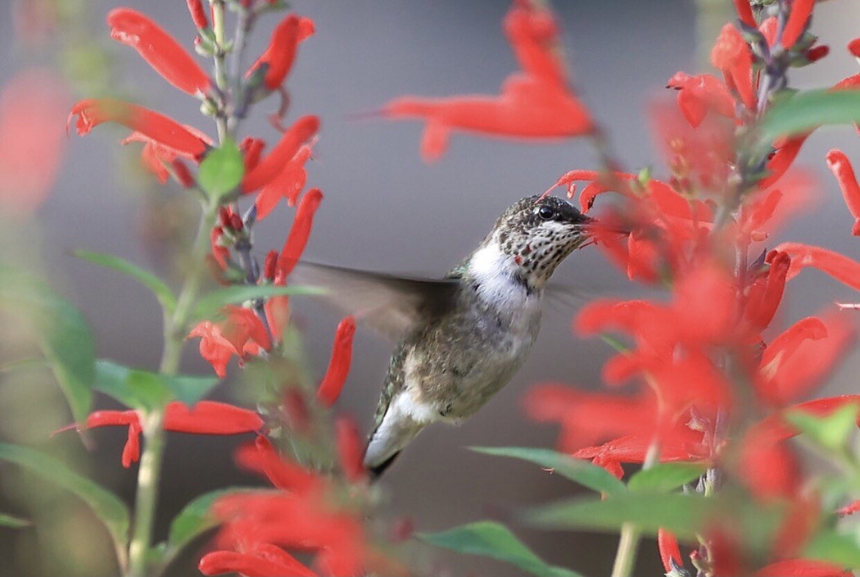 Texas Lady In Red Sage Salvia Coccinea 50 Seeds Bees Hummingbirds Butterflies