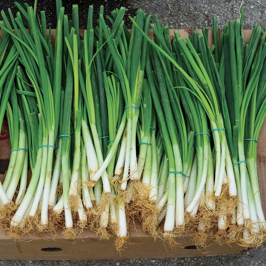 200 EVERGREEN BUNCHING ONION SEEDS ~ heirloomseedguy ~ 2026 ~ NON-GMO