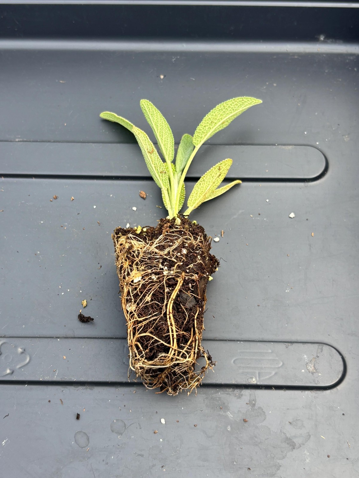 Sage Live Plant – Seedlings/Plugs and Plants – 3″- 12″ tall – 30-60+ days old