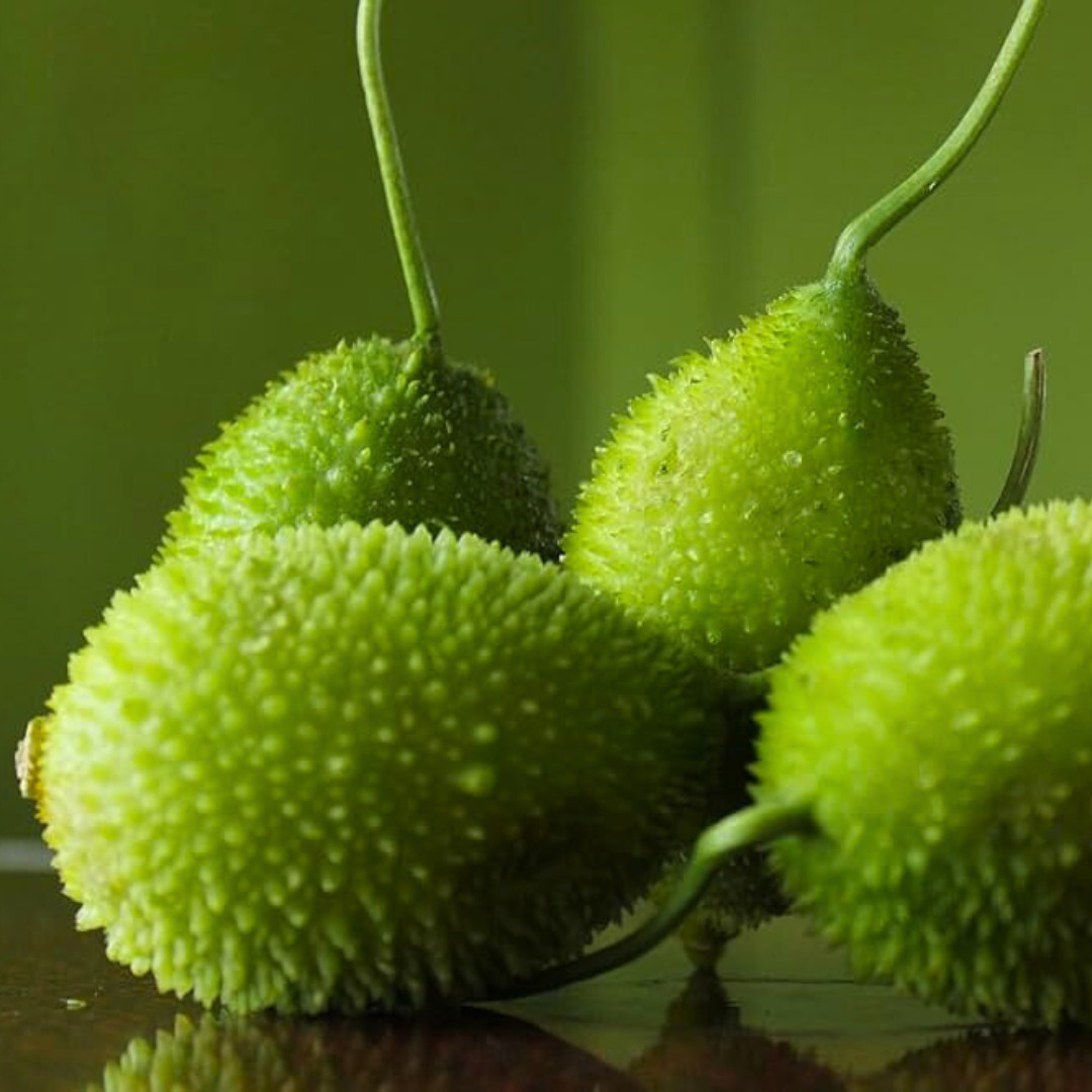 Fresh Kantola | 10 Seeds | Spiny Gourd | Kakrol | Heirloom Non-GMO | Asian Seeds