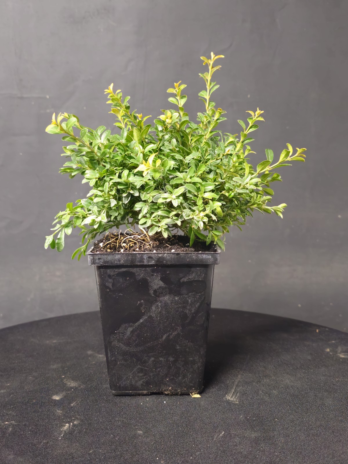 Kingsville Boxwood Prebonsai Bonsai Tree In 4″ Pot