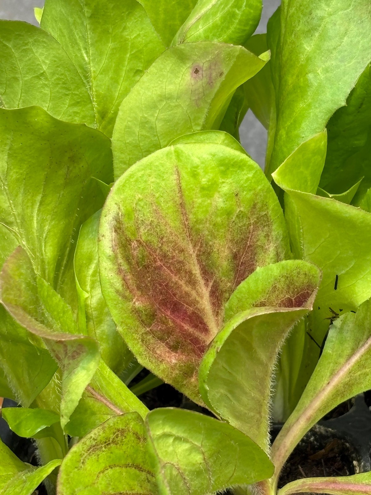Radicchio Live Plant – Seedlings/Plugs and Plants – 3″- 12″ tall – 30-60+ days