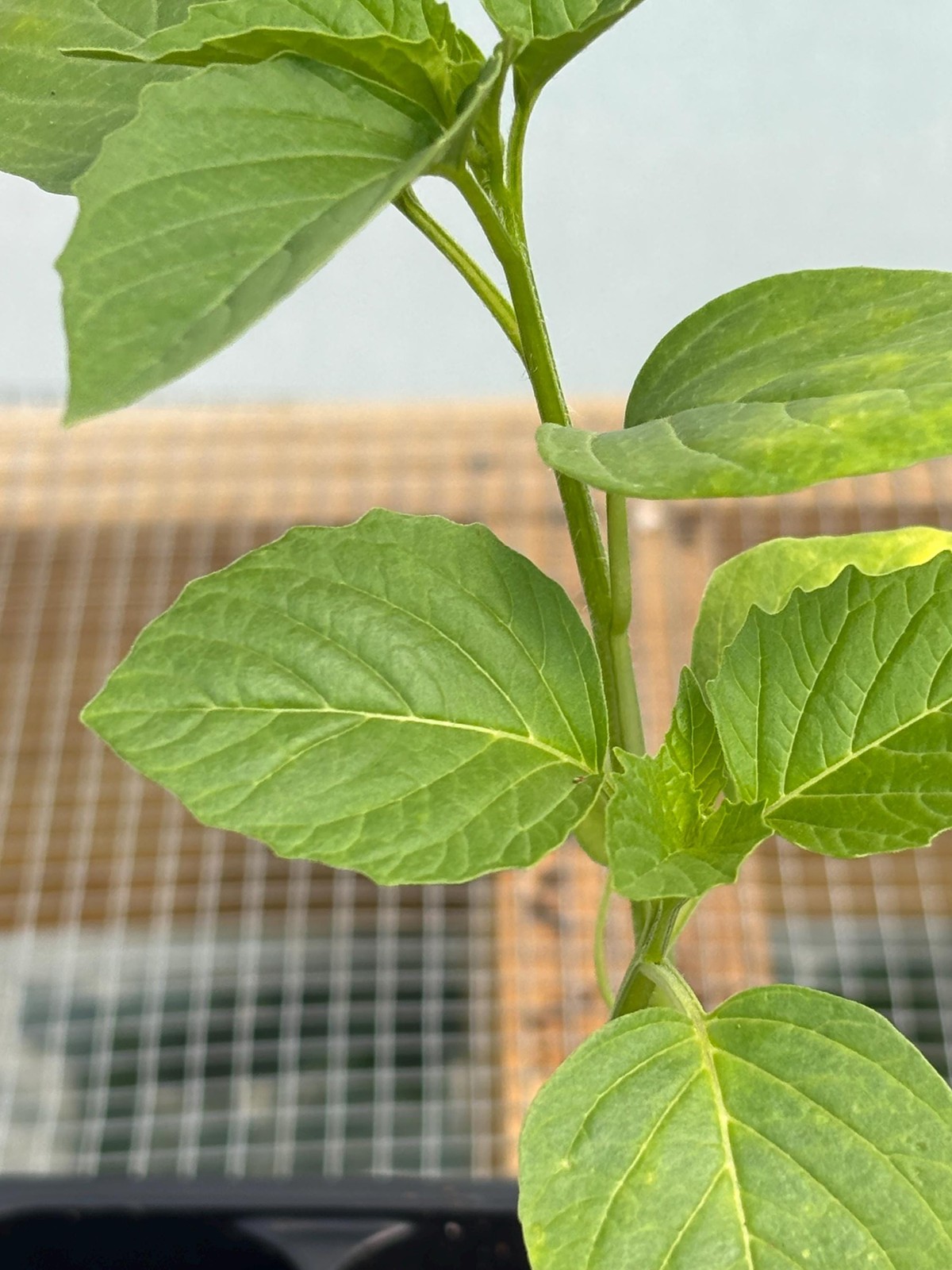 Tomatillo Live Plant – Seedlings/Plugs and Plants- 3″- 12″ tall- 30-60+ days old