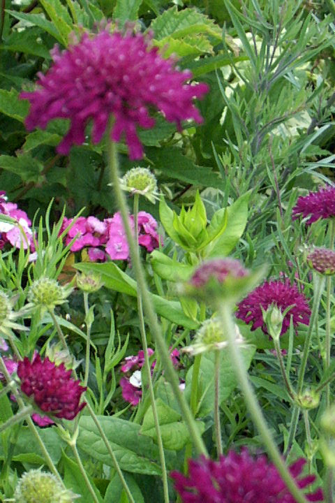 KNAUTIA, PINCUSHION FLOWERS, 118 SEEDS, MIXED, RED, PINK, LAVENDER, *EZ TO GROW*