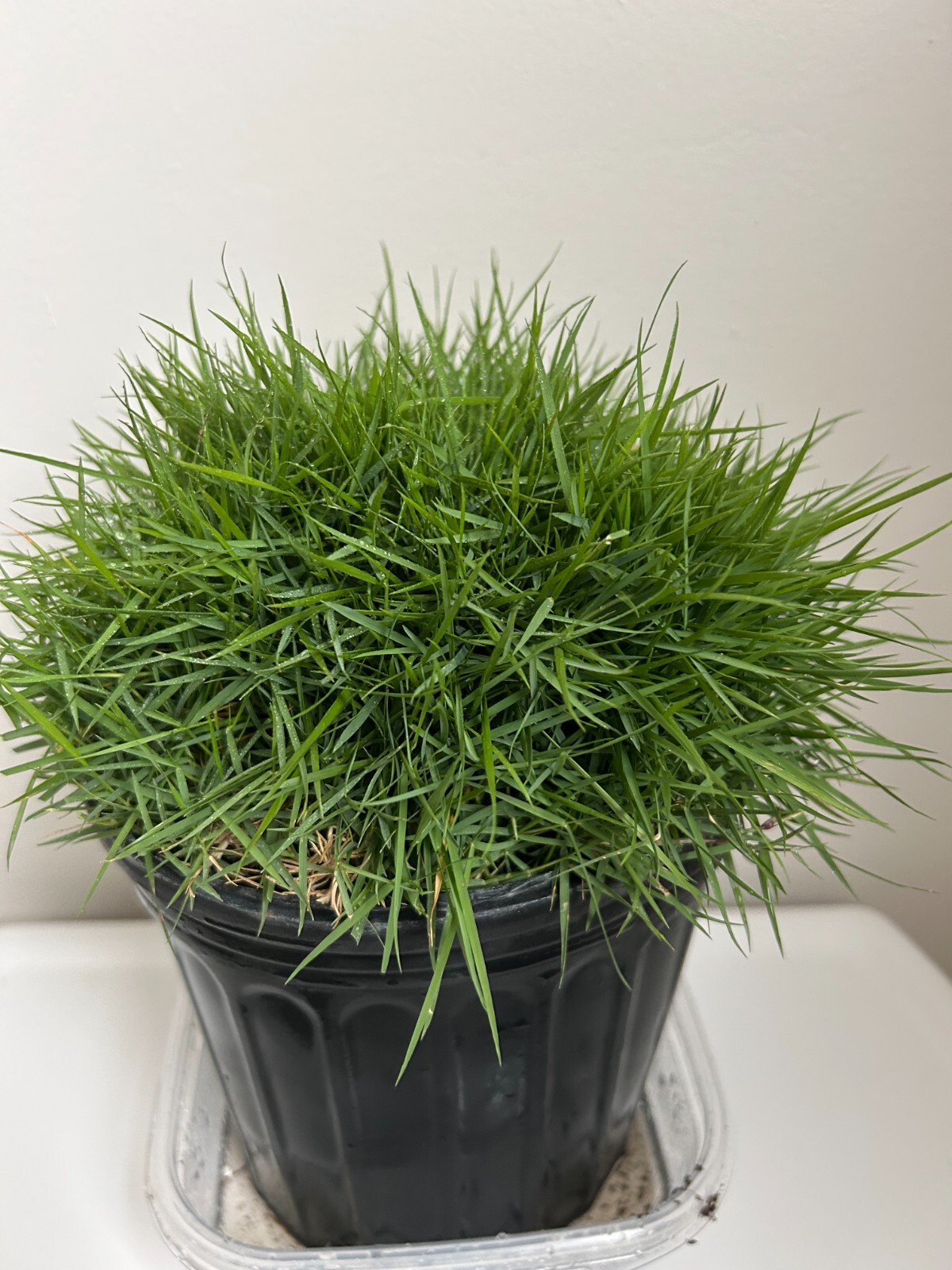 Rare Zoysia tenuifolia, Korean velvet Grass- as pictured -No Mow Grass-