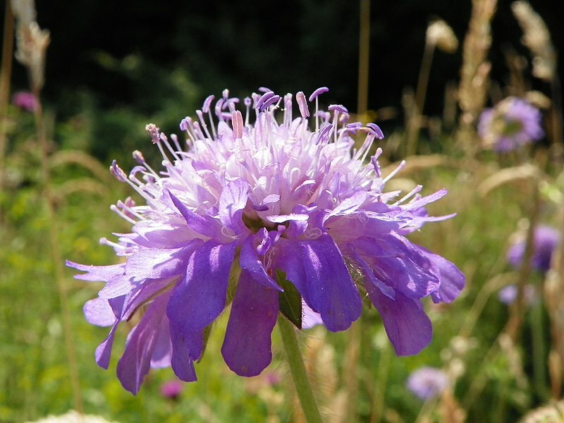 KNAUTIA, PINCUSHION FLOWERS, 118 SEEDS, MIXED, RED, PINK, LAVENDER, *EZ TO GROW*
