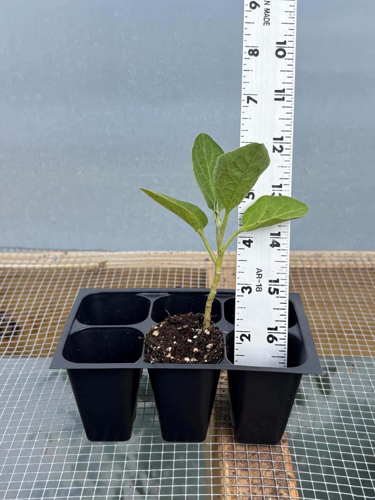Eggplant Live Plant – Seedlings/Plugs and Plants – 3″- 12″ tall – 30-60+ days