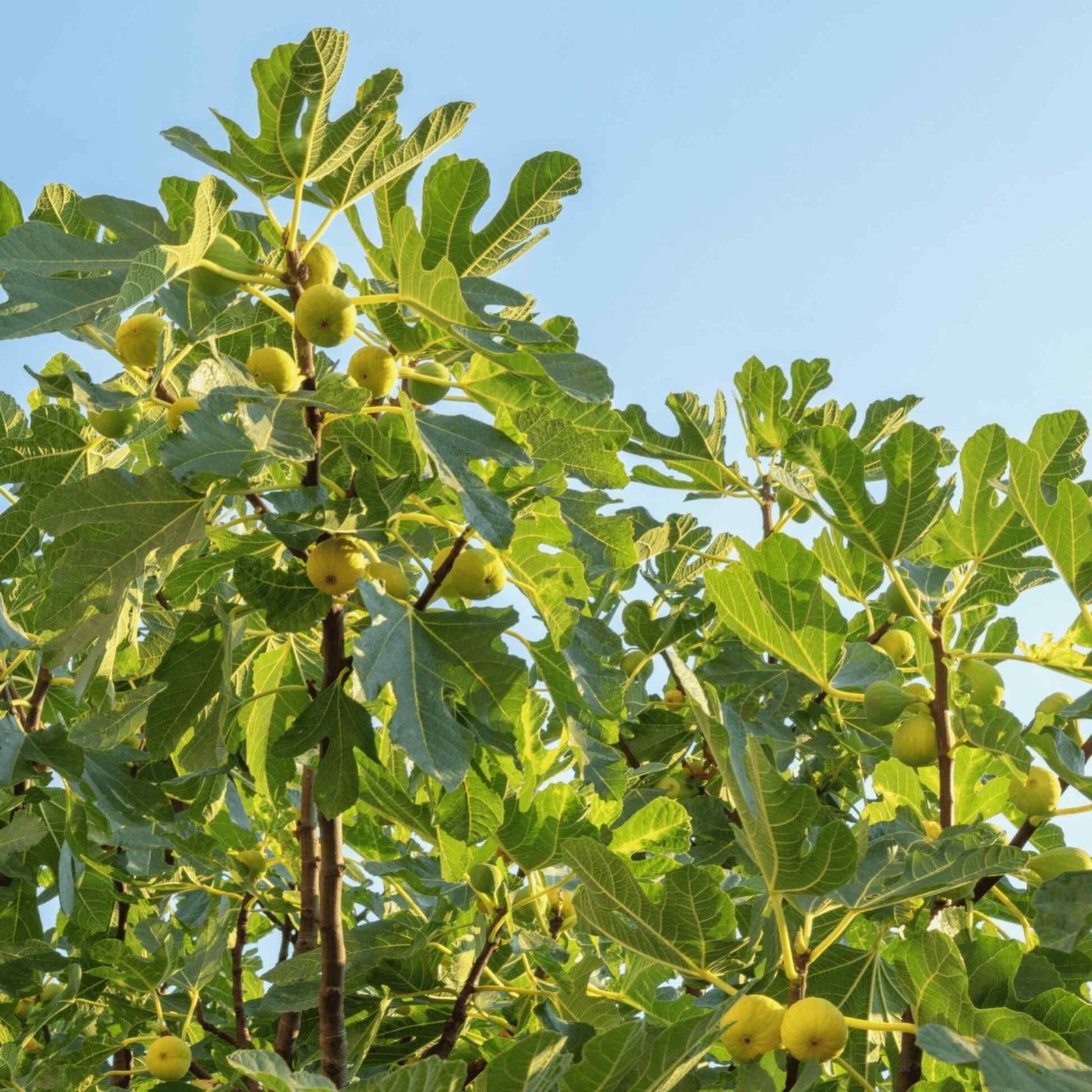 3 Chicago Hardy Fig Starter Plug – Ficus carica