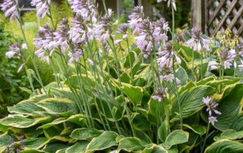 Hosta So Sweet