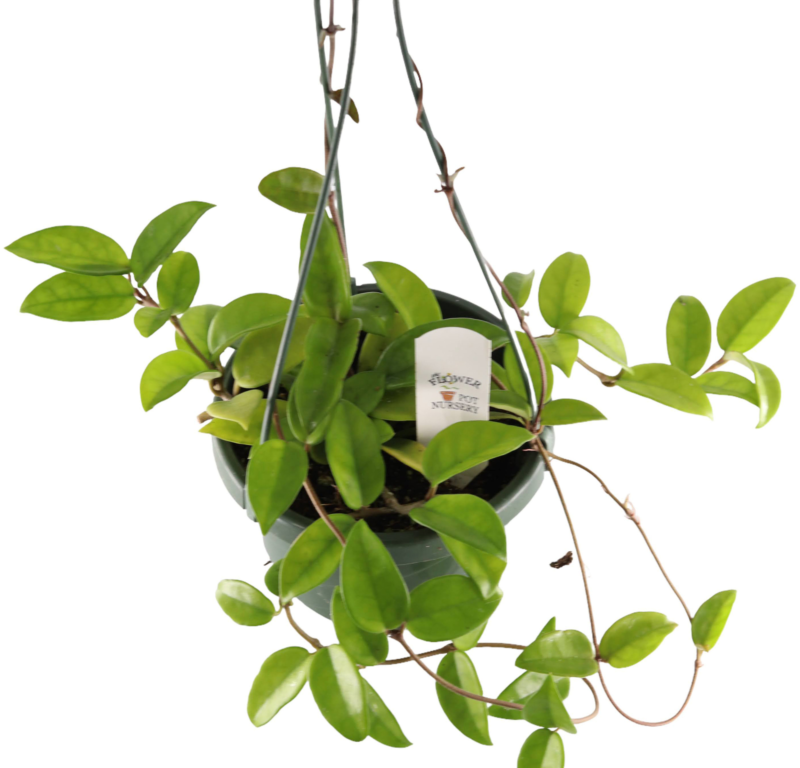 FlowerPotNursery Green Hoya Wax Plant Hoya carnosa Green 6″ Hanging Basket