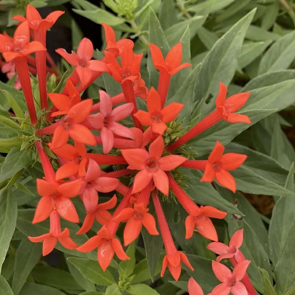 Firecracker Bush Estrellita Bouvardias Proven Winners Outdoors Live Plant 4″ Pot