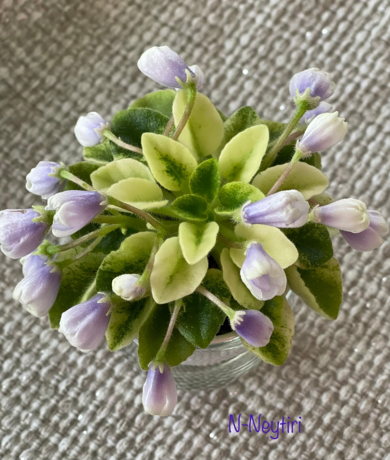 Assorted LEAVES of African Violet Mini/Semi/Standard/Trailers