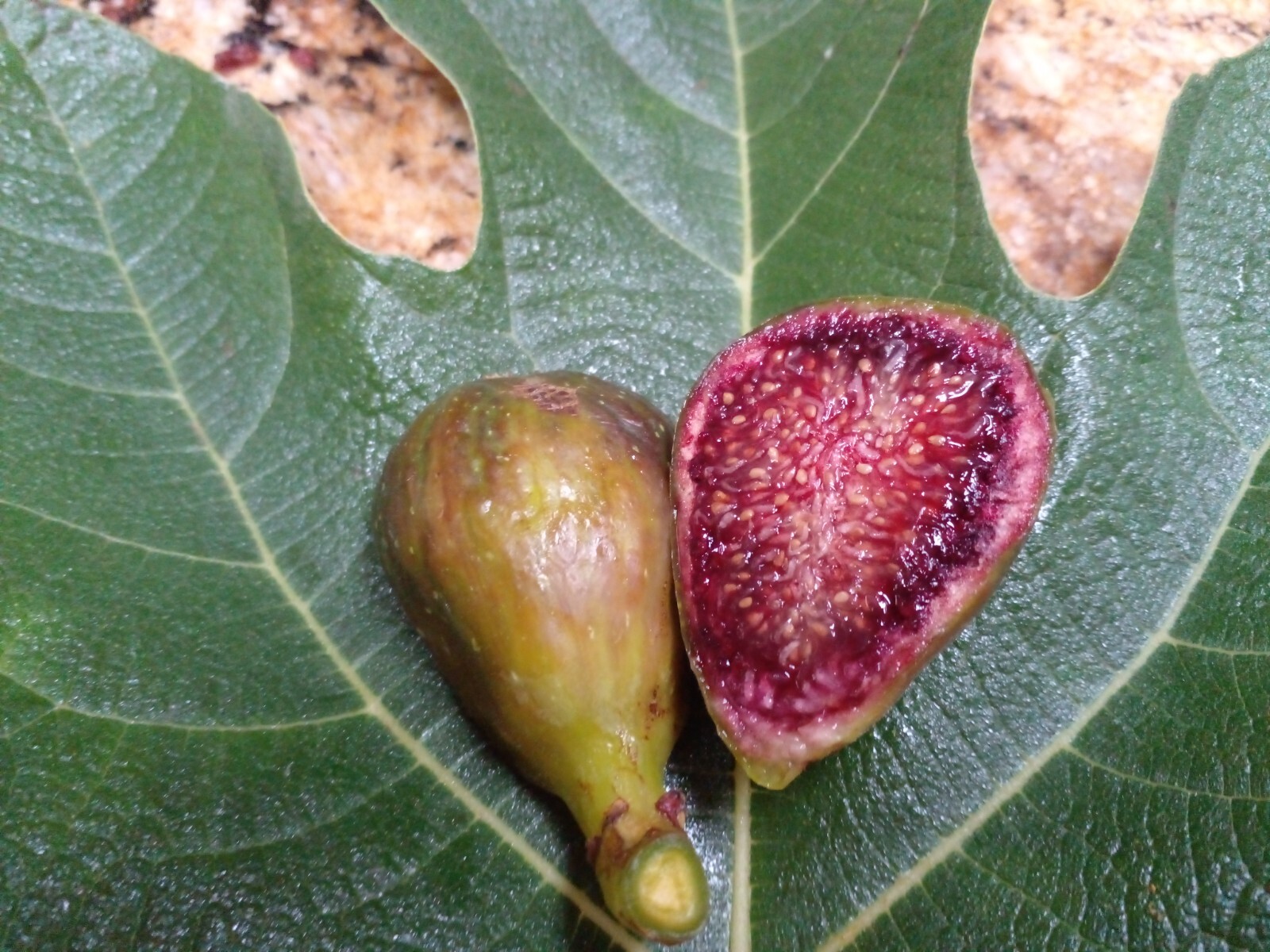 Pote Tresa Fig Tree – 2 Cuttings – Delicious Swiss Fig with Beautiful Coloring