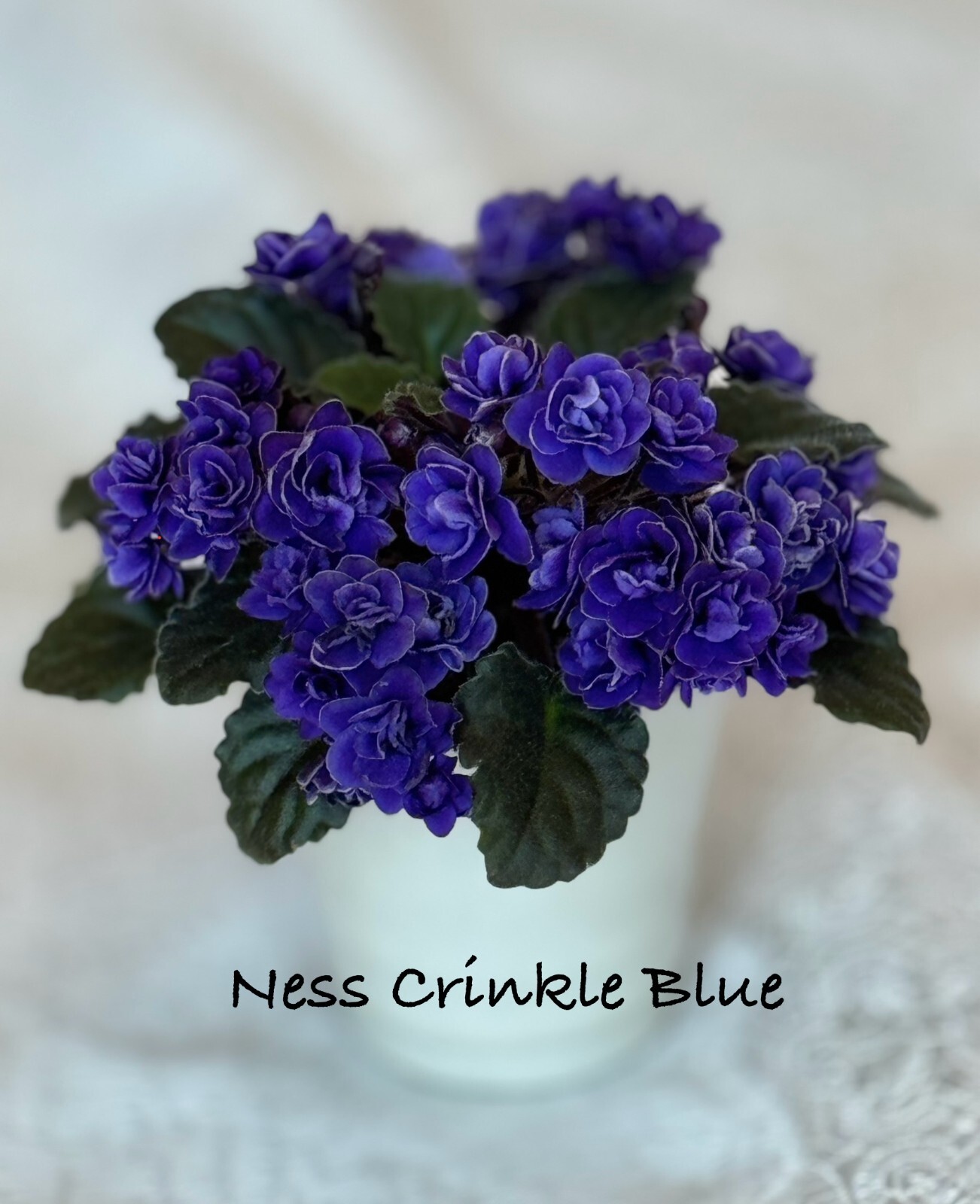 Assorted LEAVES of African Violet Mini/Semi/Standard/Trailers
