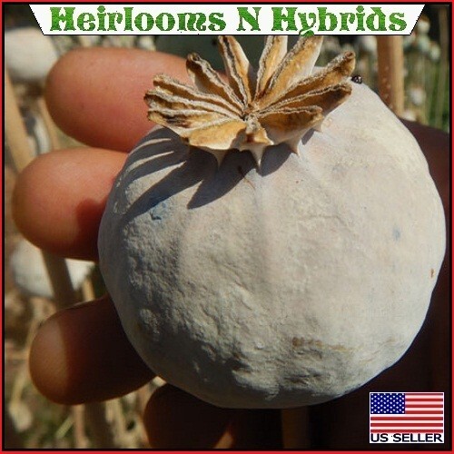 5,000 The Giant Rattler Papavear Somniferum Giganteum Poppy Seeds For Planting