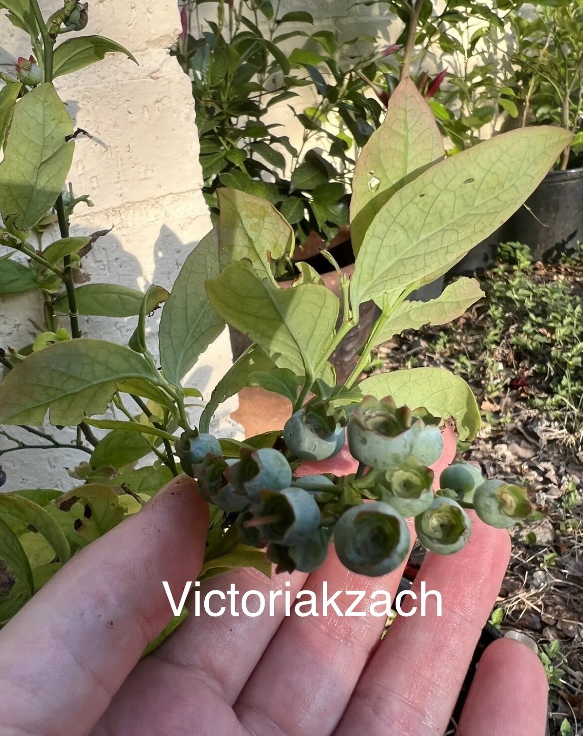 Blueberry Fruit Seeds Homegrown Organic Edible Garden NonGMO TX USA Free Ship