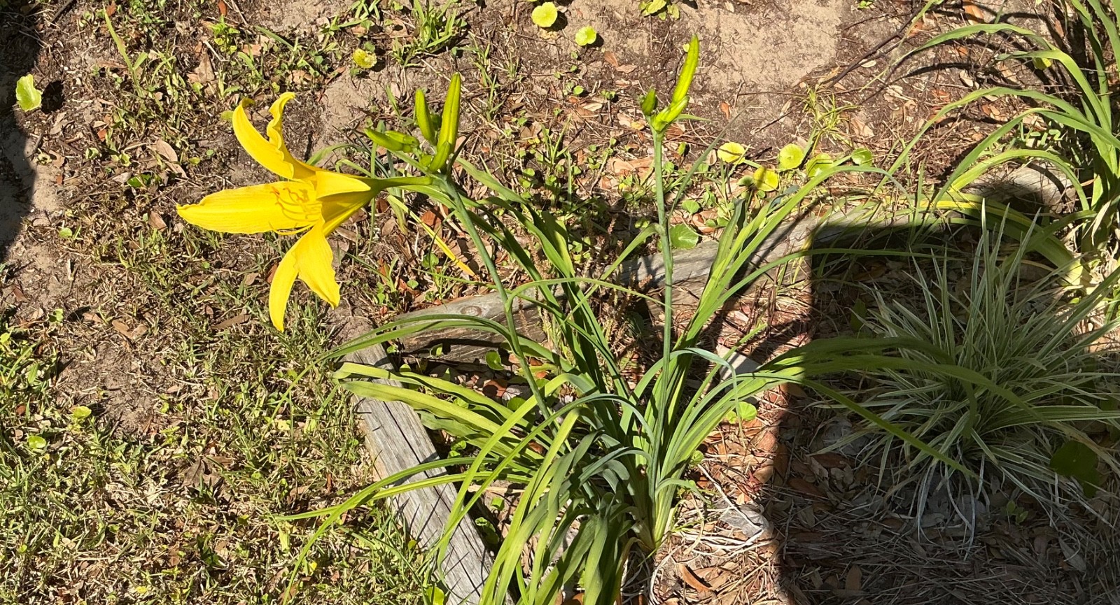 DAYLILIES – LARGE YELLOW FLOWERS APRIL-DECEMBER BLOOMS (3 “fans”)