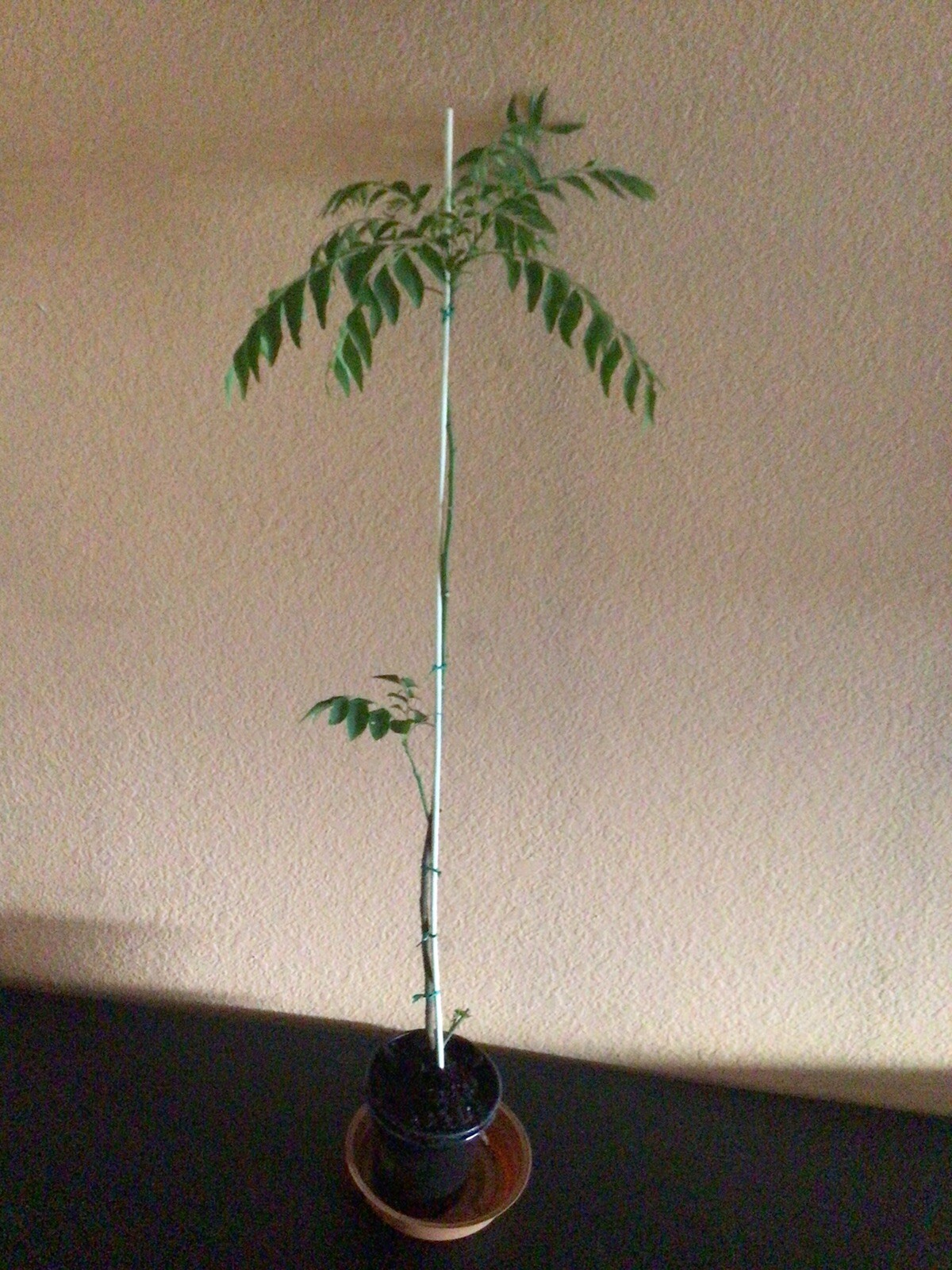 Curry Leaf Plant Murraya koenigii 2 Feet +Tall 2 Years Old In A 3 Inch Pot.