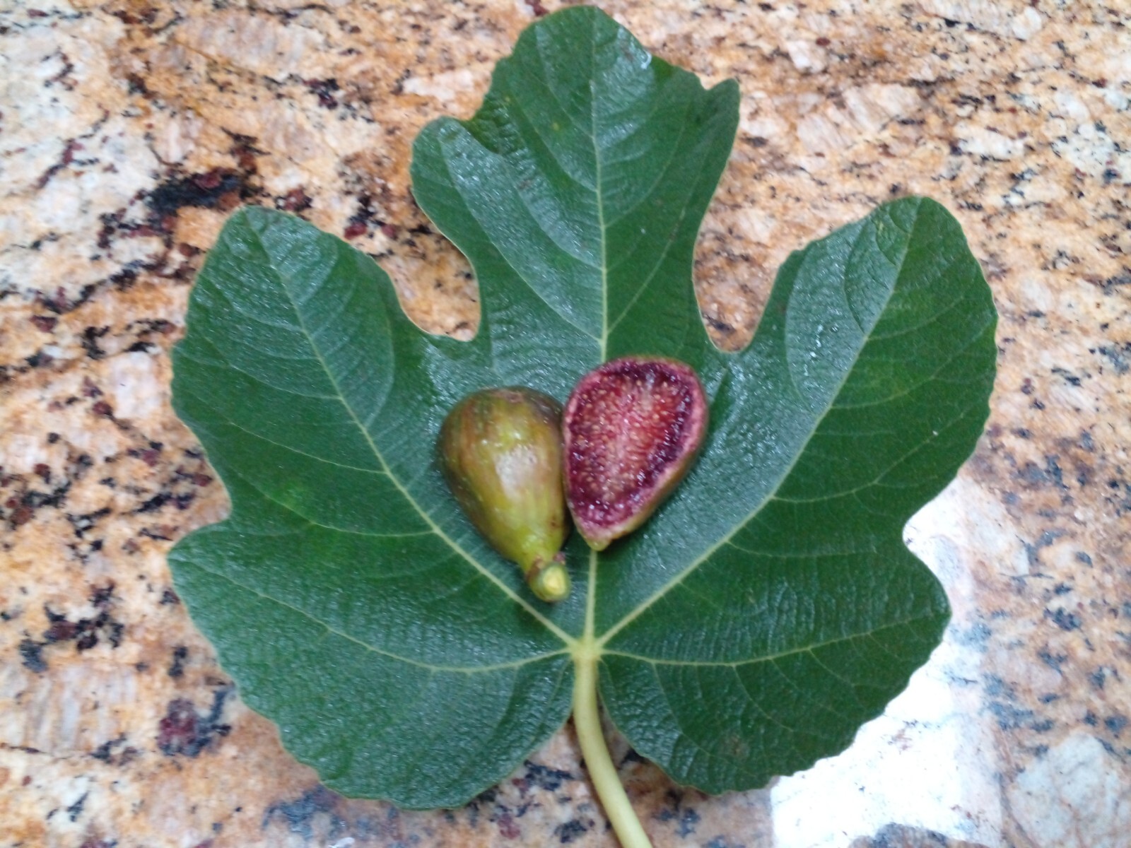 Pote Tresa Fig Tree – 2 Cuttings – Delicious Swiss Fig with Beautiful Coloring