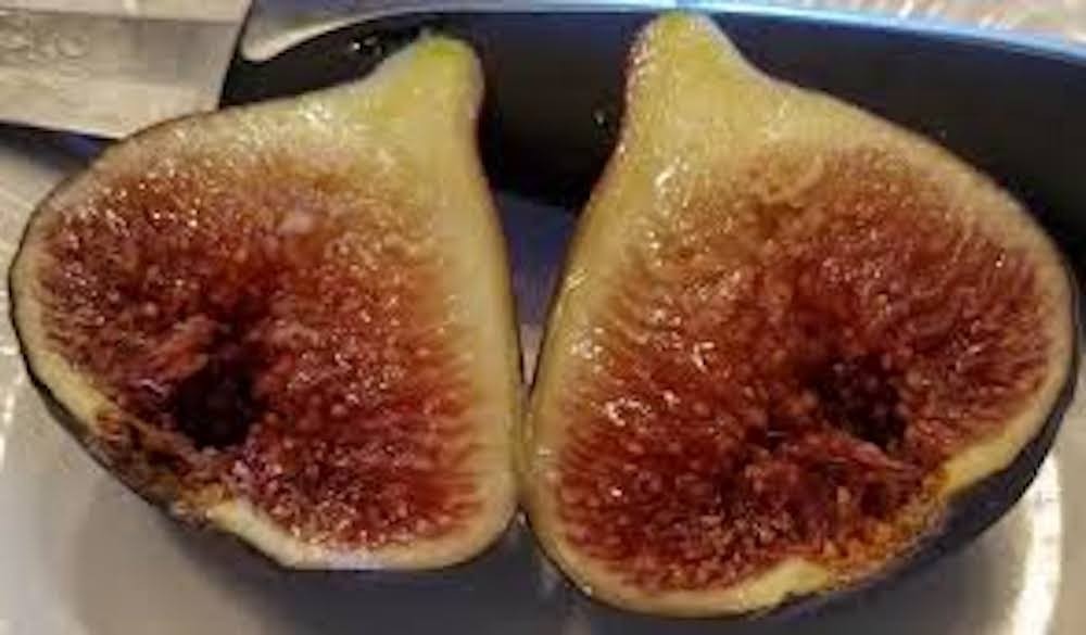 1 Brown Turkey Fig Tree Starter Plug ( ficus carica ‘ Brown Turkey’) Bare Root