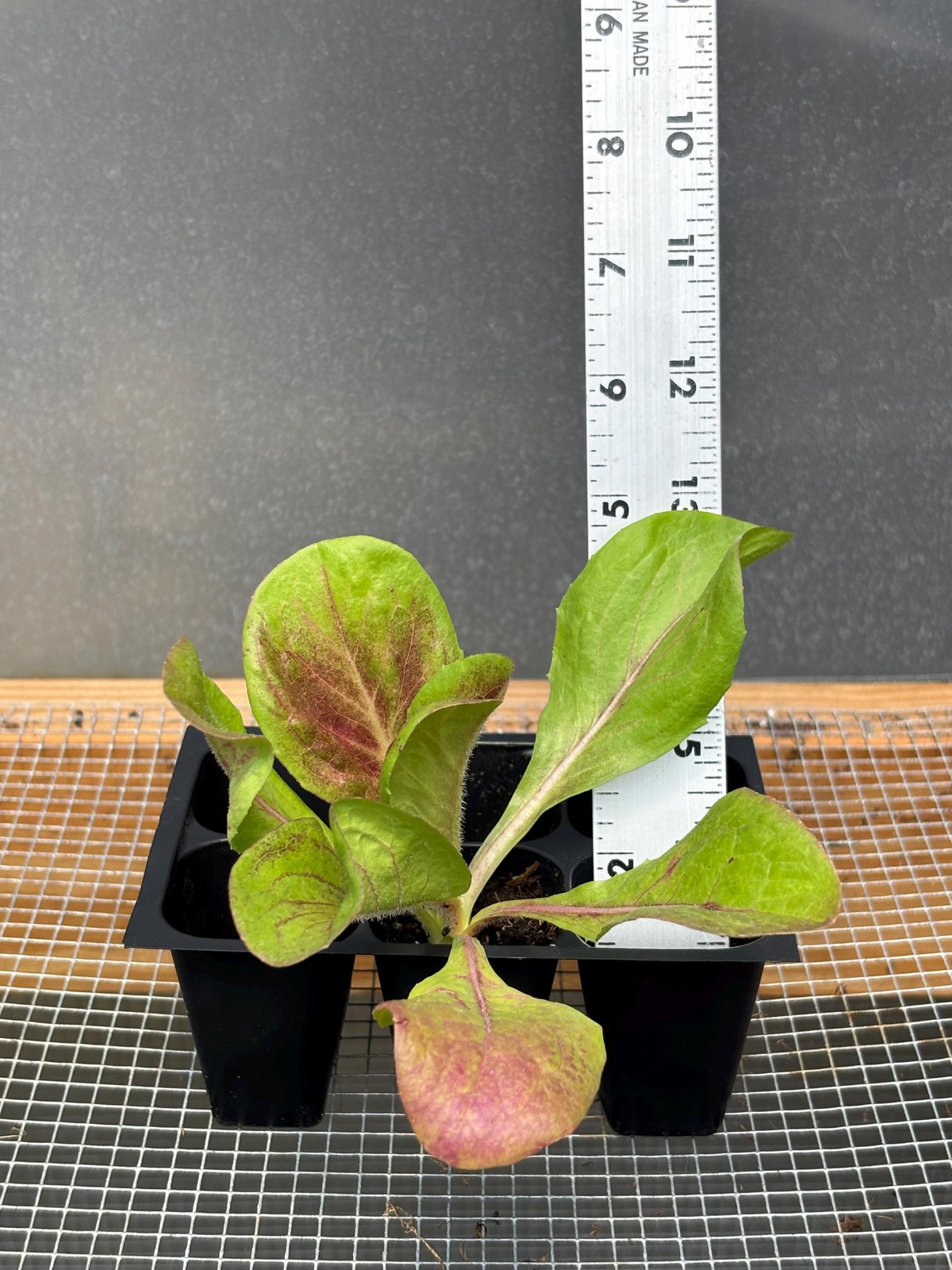 Radicchio Live Plant – Seedlings/Plugs and Plants – 3″- 12″ tall – 30-60+ days