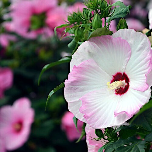 20 Pink Swamp Mallow Rose Seeds “LARGE FLOWER” Hardy Hibiscus Fast Garden Plant