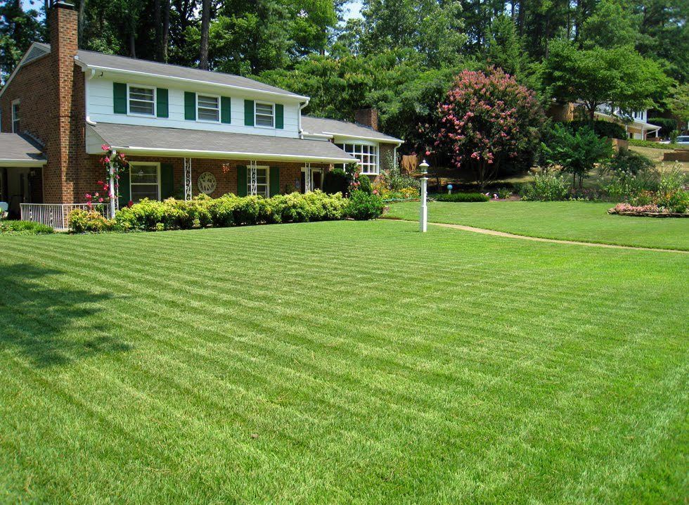 (On Backorder – Ships Feb 2025) Compadre Zoysia Grass Seed – 1 Lb.